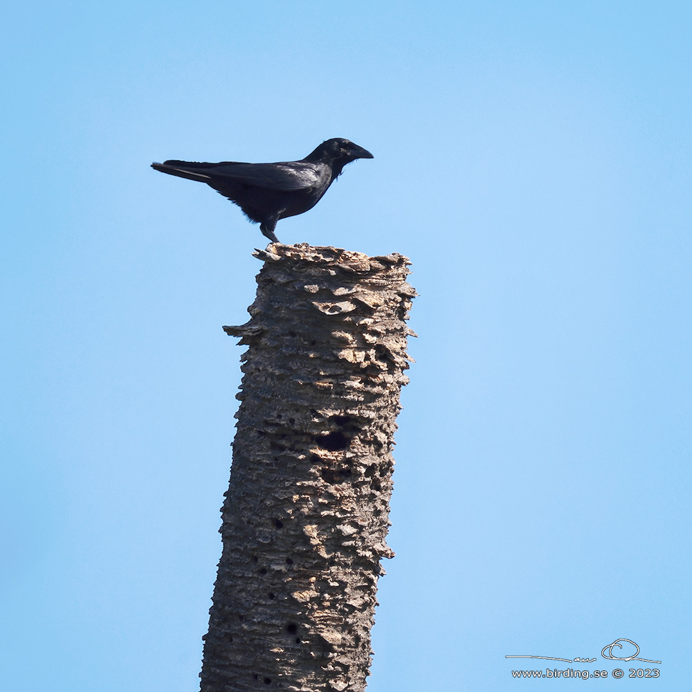 HISPANIOLAN PALM CROW (Corvus palmarum) - Stng / Close
